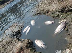 Kematian Massal Ikan di Sungai Citarum, DLH-Satgas Cari Titik Pencemar