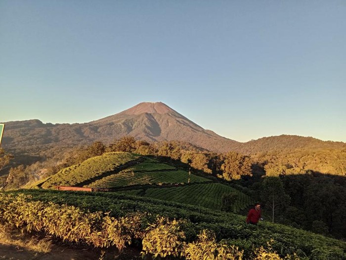 Kebun Teh Kaligua Brebes