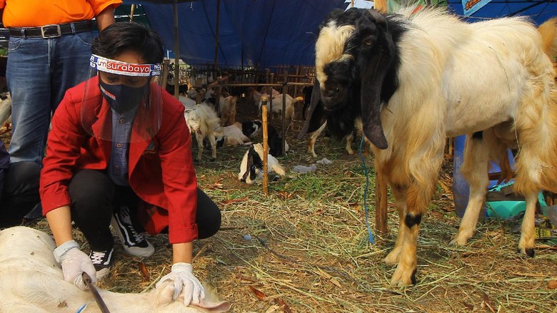 MERAYAKAN IDUL ADHA DENGAN PROTOKOL KESEHATAN Perayaan Idul Adha 1441 H diselenggarakan berbeda di tengah pandemi Corona. Semua aspek mulai dari tata cara dilakukan dengan mengedepankan protokol kesheatan.