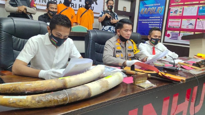 Polres Inhu merilis kasus pembunuhan gajah.