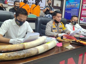 2 Pembunuh Gajah di Riau Ditangkap, 1 Buron