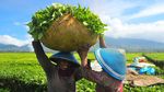 Wow, Produksi Teh Nasional Meningkat
