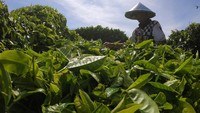 Pekerja menyortir daun teh usai dipetik di perkebunan.