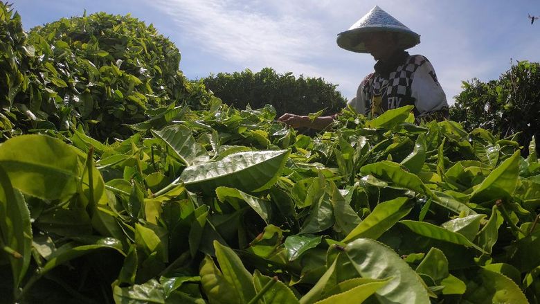 PRODUKSI TEH MENINGKAT Pekerja menyortir daun teh usai dipetik di perkebunan PTPN VI, Kayu Aro, Kerinci, Jambi, Senin (3/8/2020). PT Rajawali Nusantara Indonesia (Persero) atau RNI menyebutkan produksi teh nasional hingga bulan Juni 2020 tercatat sebesar 1.801 ton atau meningkat 52 ton dibanding periode tang sama tahun lalu. ANTARA FOTO/Wahdi Septiawan/wsj.