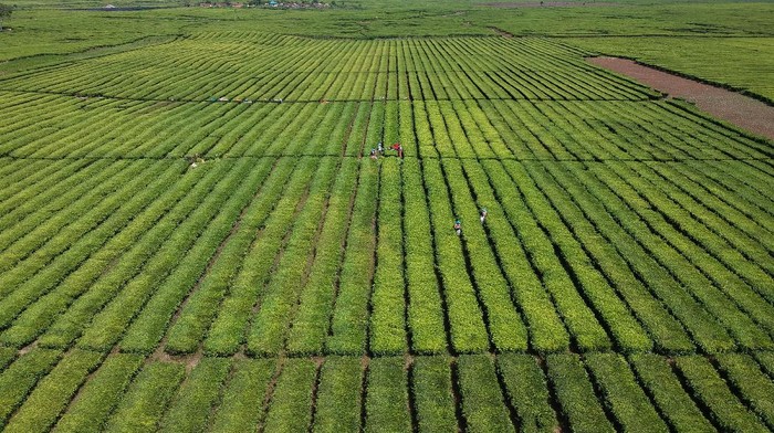 Pekerja menyortir daun teh usai dipetik di perkebunan PTPN VI, Kayu Aro, Kerinci, Jambi, Senin (3/8/2020). PT Rajawali Nusantara Indonesia (Persero) atau RNI menyebutkan produksi teh nasional hingga bulan Juni 2020 tercatat sebesar 1.801 ton atau meningkat 52 ton dibanding periode tang sama tahun lalu. ANTARA FOTO/Wahdi Septiawan/wsj.