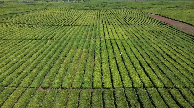 Pekerja menyortir daun teh usai dipetik di perkebunan PTPN VI, Kayu Aro, Kerinci, Jambi, Senin (3/8/2020). PT Rajawali Nusantara Indonesia (Persero) atau RNI menyebutkan produksi teh nasional hingga bulan Juni 2020 tercatat sebesar 1.801 ton atau meningkat 52 ton dibanding periode tang sama tahun lalu. ANTARA FOTO/Wahdi Septiawan/wsj.