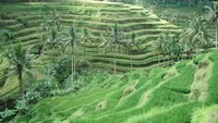 Hijaunya persawahan berundak di Ubud. (Foto: Lena Ellitan/dtraveler)