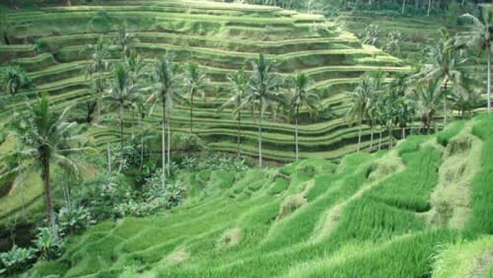 Sawah di Ubud
