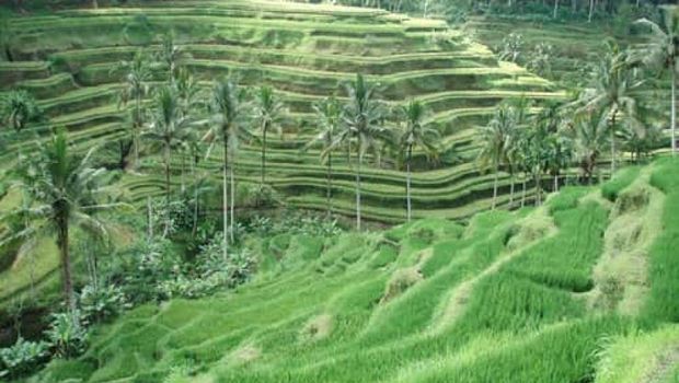 Sawah di Ubud