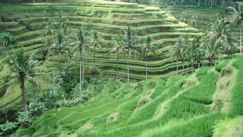 Sawah di Ubud Sawah di Ubud