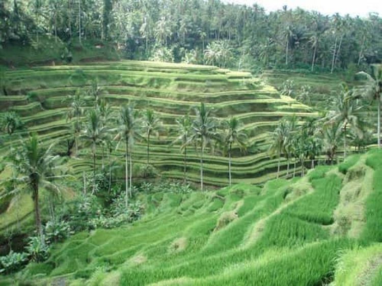 Keren! Ubud Masuk Daftar Kota Wisata Terbaik di Dunia