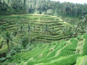 2 Aktivitas di Bali Ini Masuk yang Terbaik di Dunia
