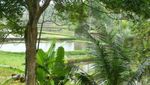 Rindu Hijaunya Persawahan Ubud Bali