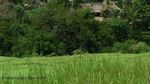 Rindu Hijaunya Persawahan Ubud Bali