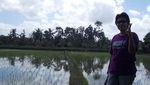 Rindu Hijaunya Persawahan Ubud Bali