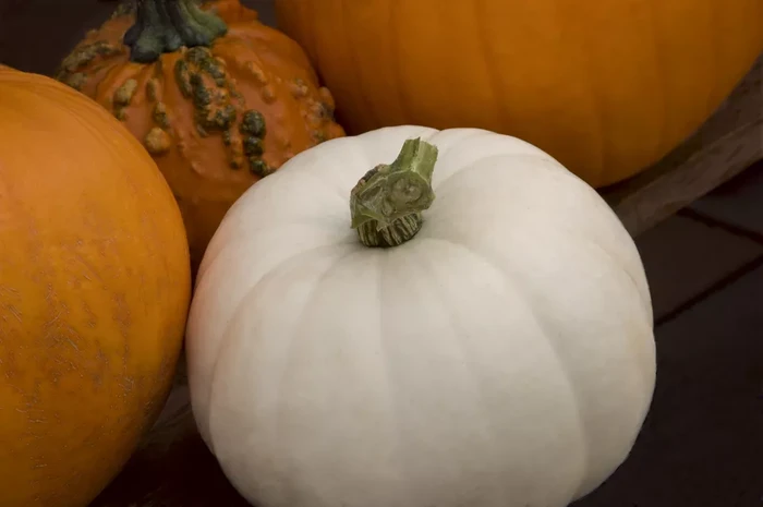 sayuran dan buah albino sayuran dan buah albino