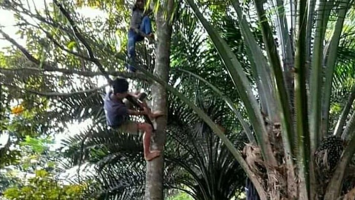 Screenshot viral anak-anak di Simalungun cari sinyal demi belajar daring