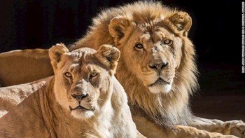 Tak kalah mematikan, singa Afrika juga masuk ke dalam daftar, namun bukan yang paling berbahaya dibandingkan yang selanjutnya. Foto: CNN