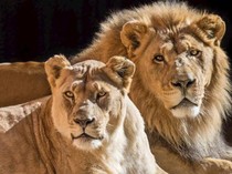Makhluk Ini Kalahkan Singa Jadi Predator bagi Satwa Liar Afrika, Bisa Tebak?