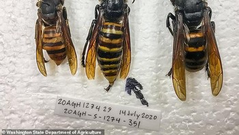 Pada bagian tengah adalah tawon pembunuh yang berhasil ditangkap di Amerika Serikat, tepatnya di wilayah Washington. Inilah pertama kalinya hewan itu tertangkap di AS sejak penampakannya dilaporkan pada Desember silam. Otoritas pun berupaya memberantasnya sebelum musim berkembang biak. Foto: istimewa