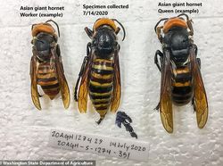 Penampakan Seram Tawon Pembunuh