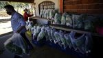 Mengintip Kegiatan Bagi-Bagi Produk Pertanian di Brasil
