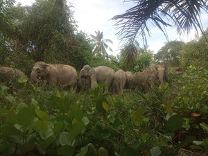 14 Ekor Gajah Liar Masuk Permukiman Penduduk di Riau