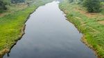 Citarum Tercemar Limbah, Ikan-ikan Mati