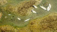 Sejumlah ikan mati di Daerah Aliran Sungai (DAS) Citarum yang tercemar di Karawang, Jawa Barat, Selasa (4/8/2020).