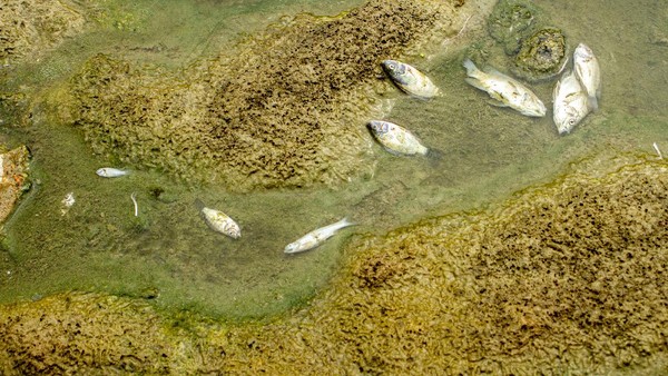 Citarum Tercemar Limbah, Ikan-ikan Mati