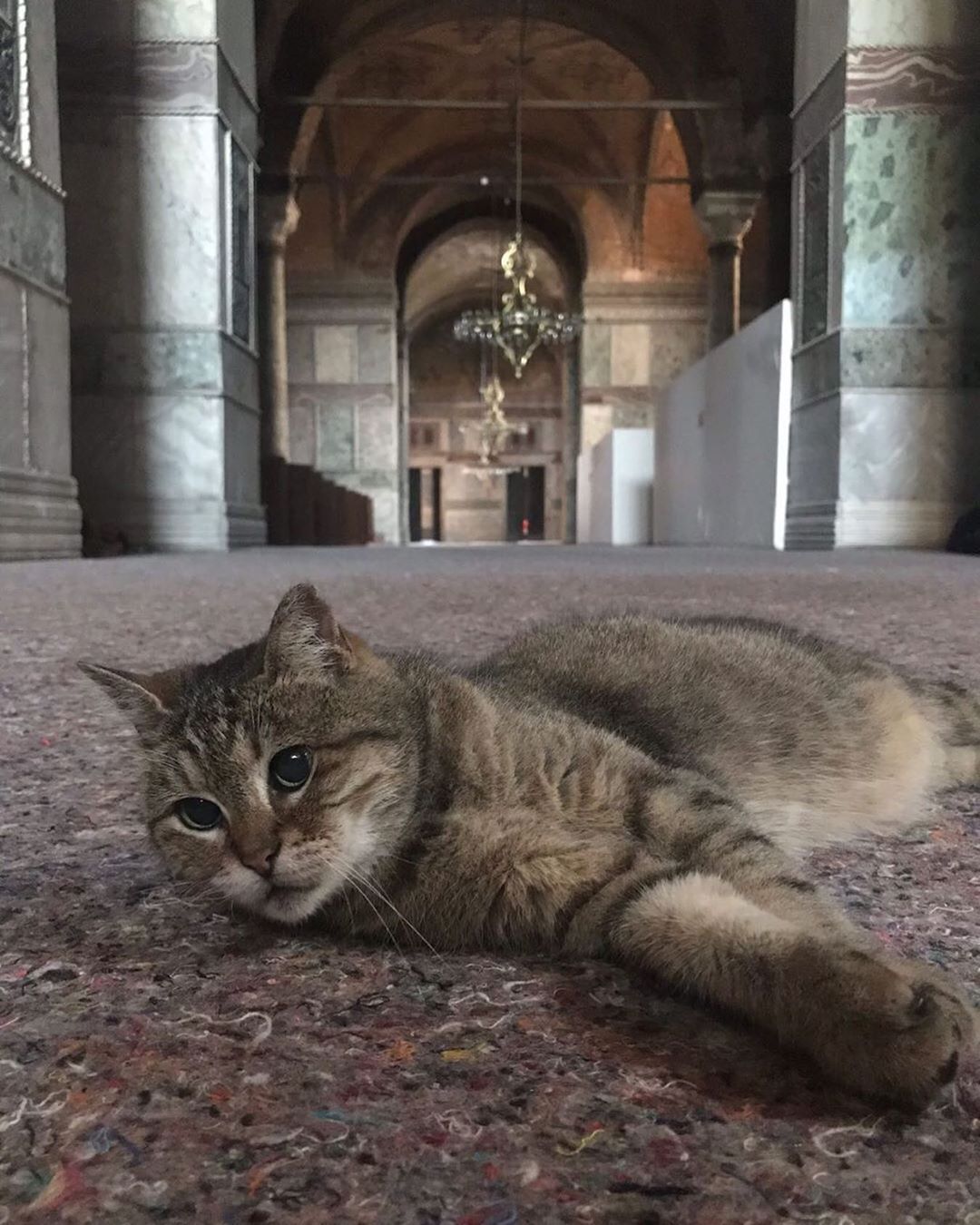 Kabar Duka Kucing Gli Penghuni Hagia Sophia Tutup Usia
