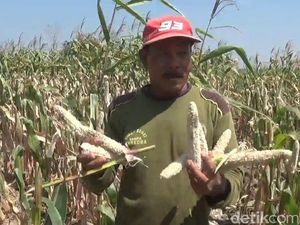 30 Hektare Ladang Jagung Diserbu Tikus, Petani Lamongan Rugi Jutaan Rupaih