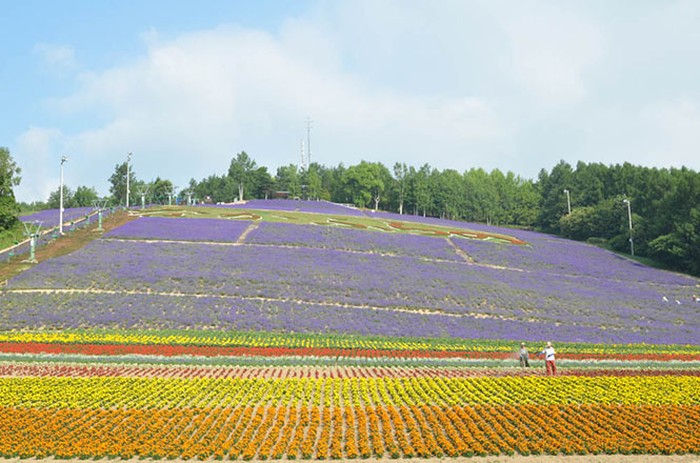 Hokuseiyama lavender garden