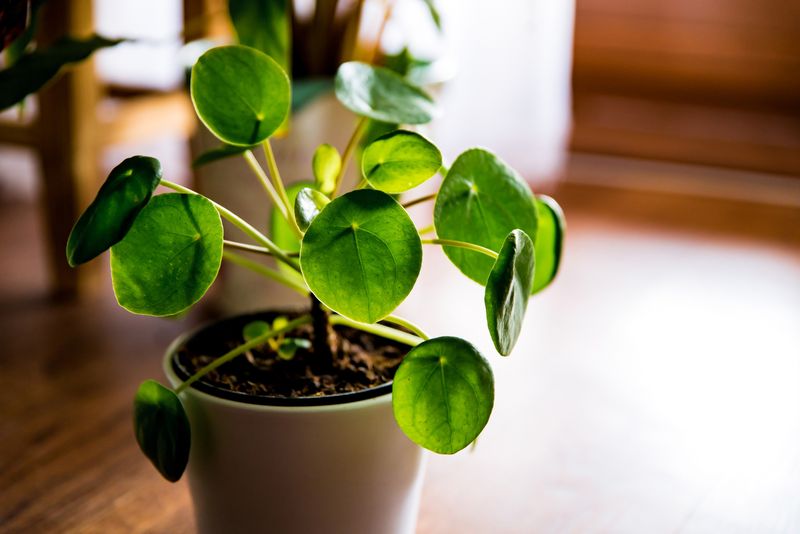 Close up shot of pilea leaves