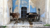 Menurut penuturan salah satu fotografer bernama Andrei Galafyev yang mendatangi masjid tersebut pada tahun 2007 silam, ia mendapati lantai masjid yang penuh oleh kotoran ternak. Di mana fotonya itu mengundang reaksi dari koran Azerbaijan dan organisasi Turki (Pool)