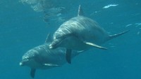 Terlepas dari gas beracun yang kerap menghantui pulau tersebut, Pulau Miyakejima menjadi rumah dari sejumlah spot diving indah yang dihiasi oleh sekawanan lumba-lumba (tokyoislands.jp)