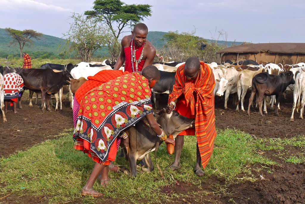 Suku Maasai di Kenya Ini Hobi Minum Darah Sapi yang Masih Segar