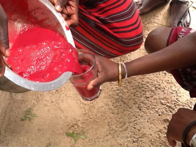 Suku Maasai Minum Darah Sapi