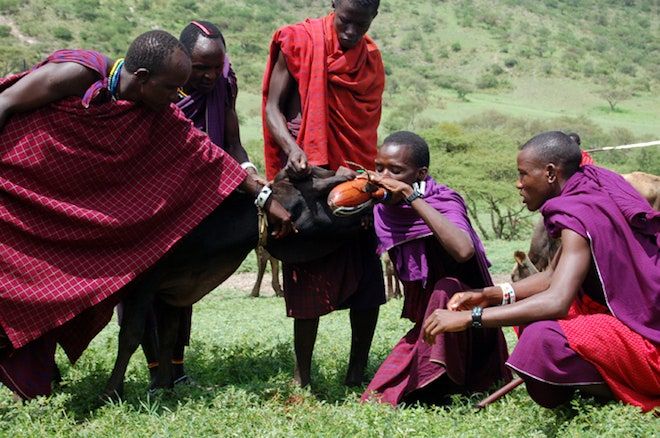 Suku Maasai Minum Darah Sapi