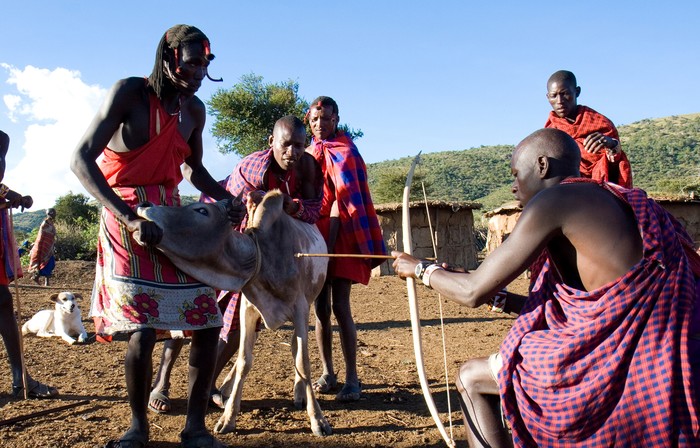 Suku Maasai di Kenya Ini Hobi Minum Darah Sapi yang Masih Segar