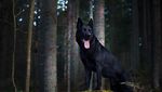 Potret Anjing Hitam yang Disebut Mirip Batman