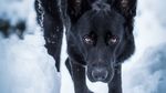 Potret Anjing Hitam yang Disebut Mirip Batman