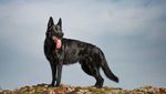 Potret Anjing Hitam yang Disebut Mirip Batman