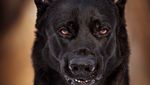 Potret Anjing Hitam yang Disebut Mirip Batman