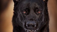 Anjing ini bernama Brick dan pemiliknya bernama Jelena Jovanovic. Jelena secara tidak sengaja menyadari pesona anjing miliknya saat sedang memarahi anjing hitamnya ini. (Jelena Jovanovic/Instagram)