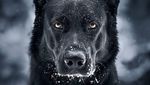 Potret Anjing Hitam yang Disebut Mirip Batman