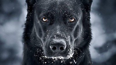 Potret Anjing Hitam yang Disebut Mirip Batman