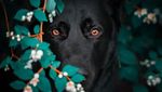 Potret Anjing Hitam yang Disebut Mirip Batman