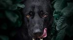 Potret Anjing Hitam yang Disebut Mirip Batman
