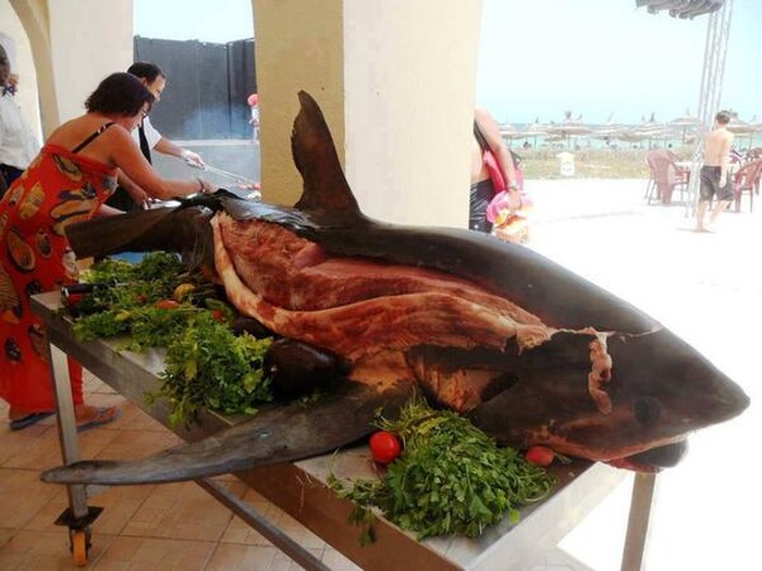 Daging Ikan Hiu Hidangan Ikan Hiu Mancangeara